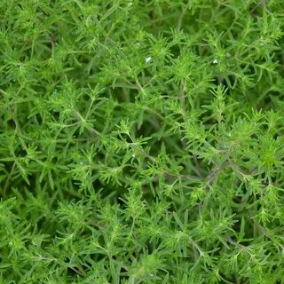 تصویر 1 از لیست قیمت سبزی ترخون خشک + خرید مستقیم
